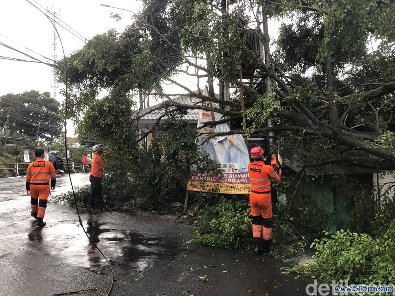 BPBD mengatasi pohon-pohon tumbang akibat cuaca ekstrem, 9 dan 10 November 2024. (BPBD Kota Bogor)