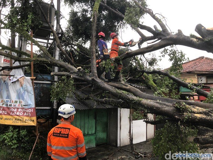 BPBD mengatasi pohon-pohon tumbang akibat cuaca ekstrem, 9 dan 10 November 2024. (BPBD Kota Bogor)